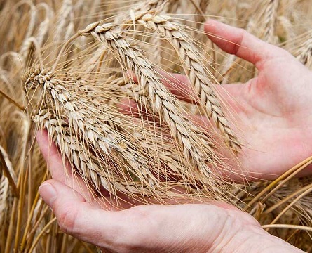 «Прослеживаемость зерна и продуктов его переработки. Обзор вопросов и ответов»